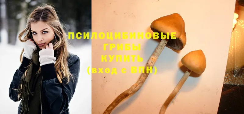 Галлюциногенные грибы Psilocybe  купить  сайты  Дедовск 